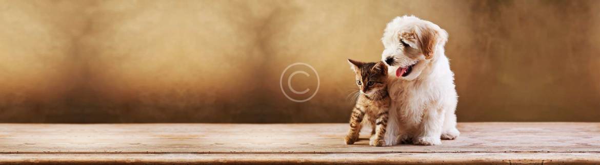 background-4.jpg