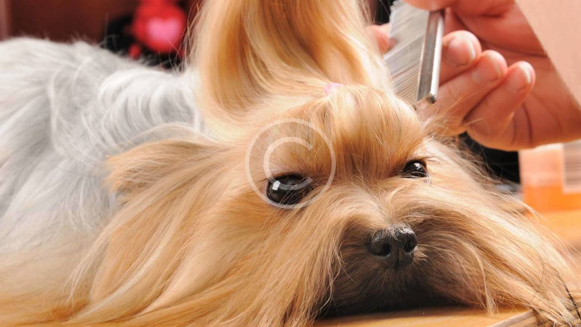 Trendy Hairstyles For your Dog