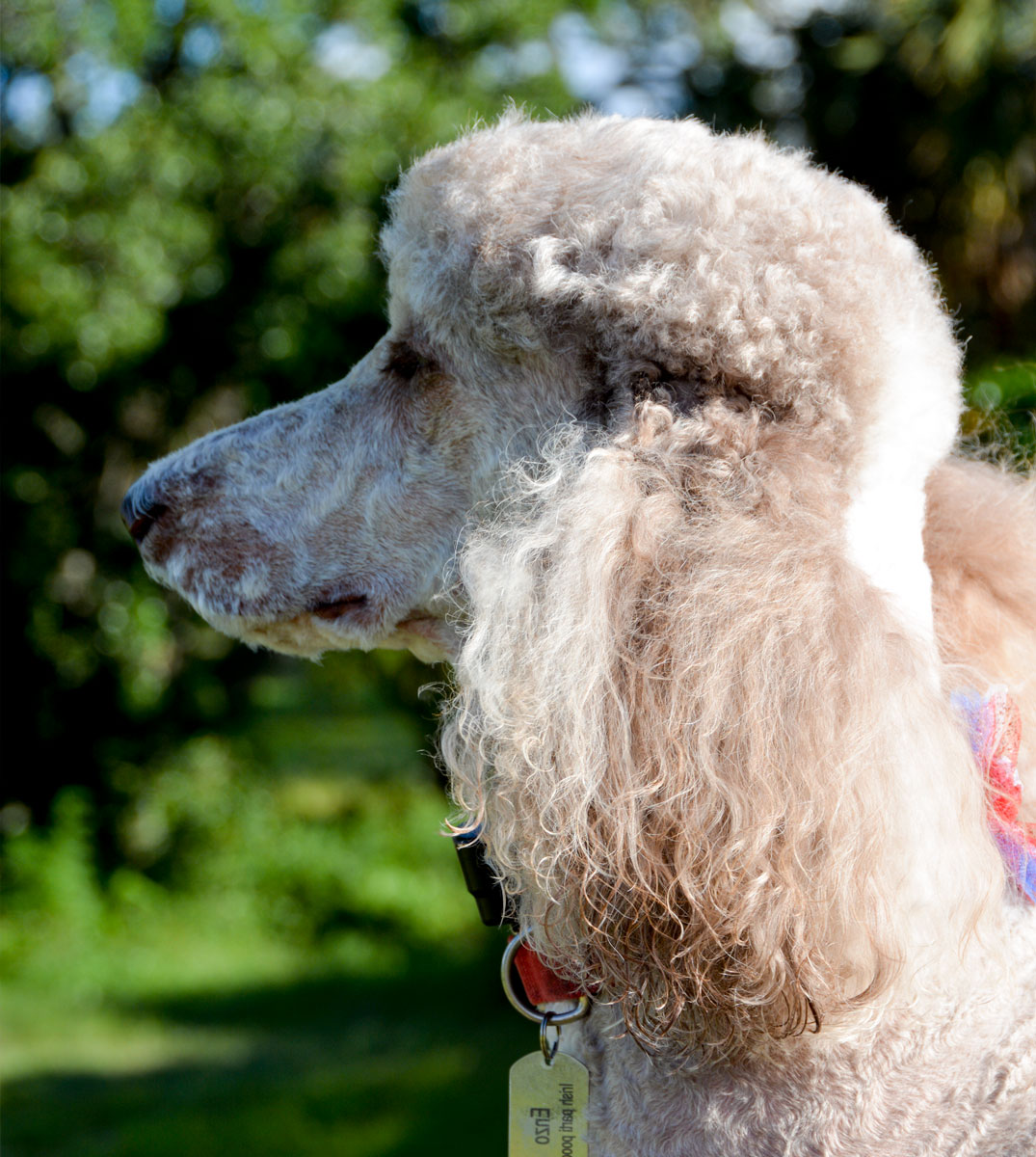 Enzo-Profile.jpg