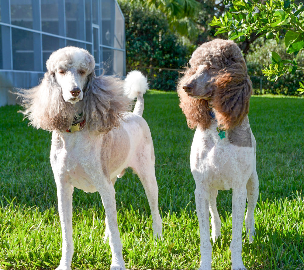 two-windy-dogs.jpg